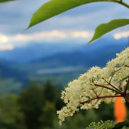 Scheibenwald Huette كوسن