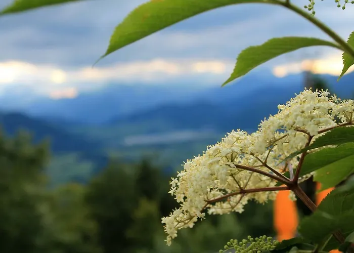 Scheibenwald Huette Кёссен
